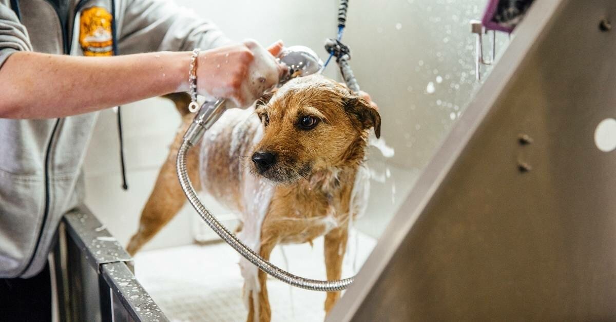 7 Best Shower Heads For Dogs 2023 [Top Of Chart Picks] Shower Sight